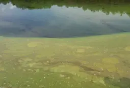lago