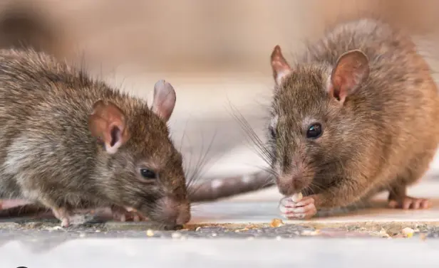 ratas
