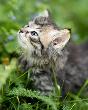 mary-jane-tiffin-todd