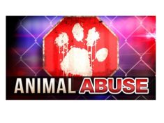 animal-abuse-jpg