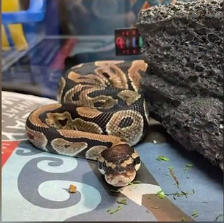 python-jpg