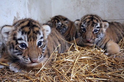 tiger-cubs-jpg