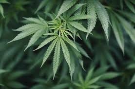 legal-pot-jpeg-3