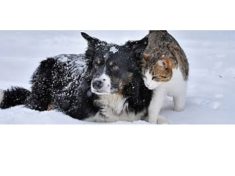 pets-cold-wx-jpg