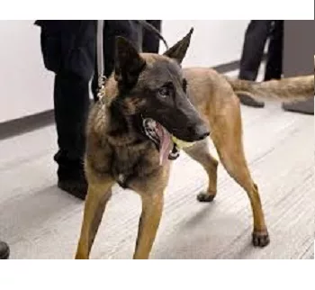 k9-vader-jpg