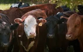 beef-cattle