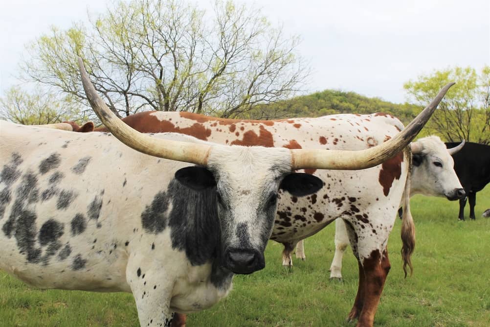 longhorn-2