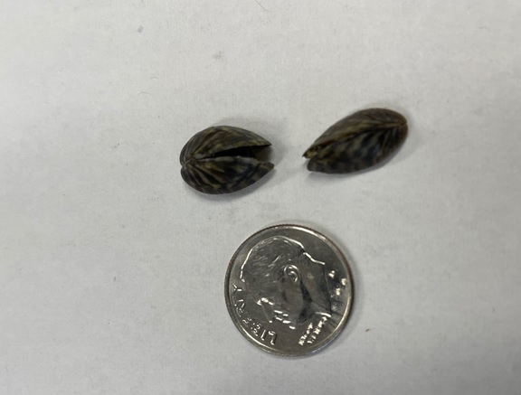 zebra-mussels-photo