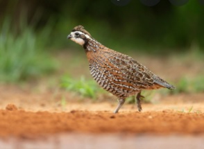 quail