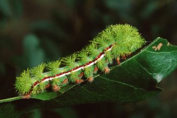 stinging-caterpillars