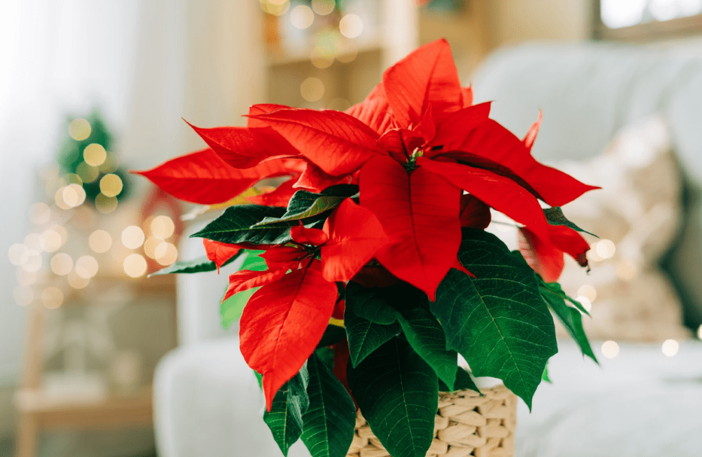 Setting Up Your Poinsettias For Success - Vimarsana News