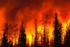 Wildfire ^ Forest fire. Forest fire in progress. Large flames. 2024.