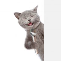 cat and microphone