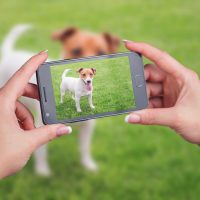 animal video
