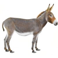 donkey