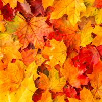 fall