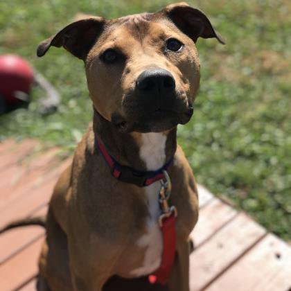 otis