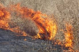 brush-fire