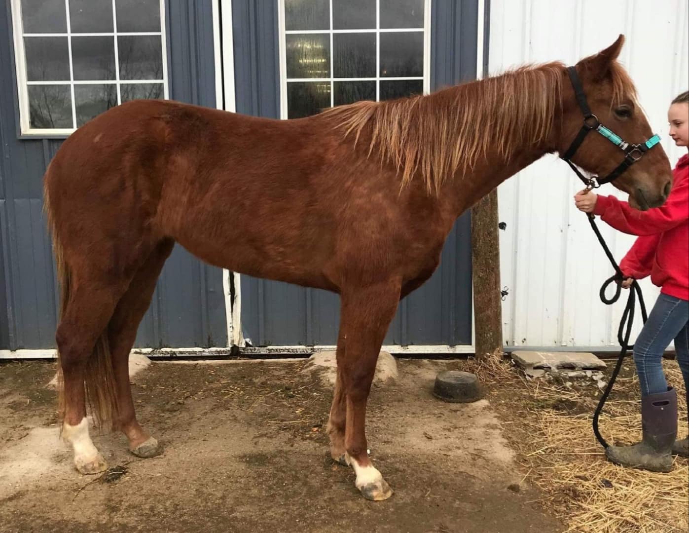 horse-missing-rock-county-park