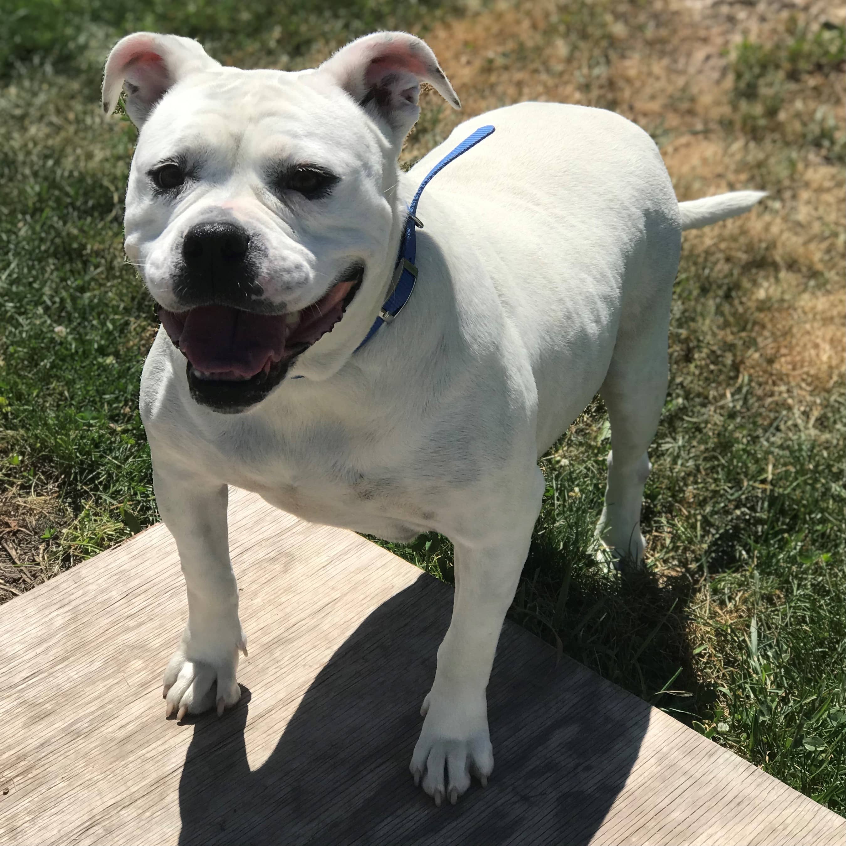 lani