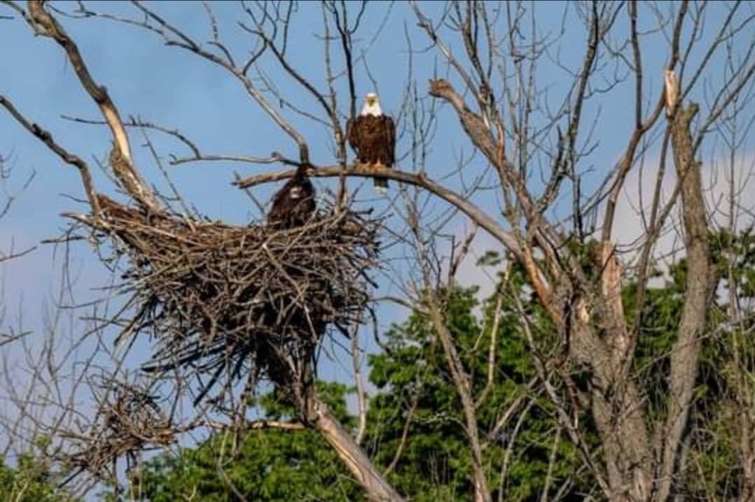 eagle-nest