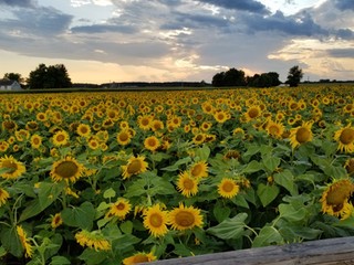 sunflower-experience
