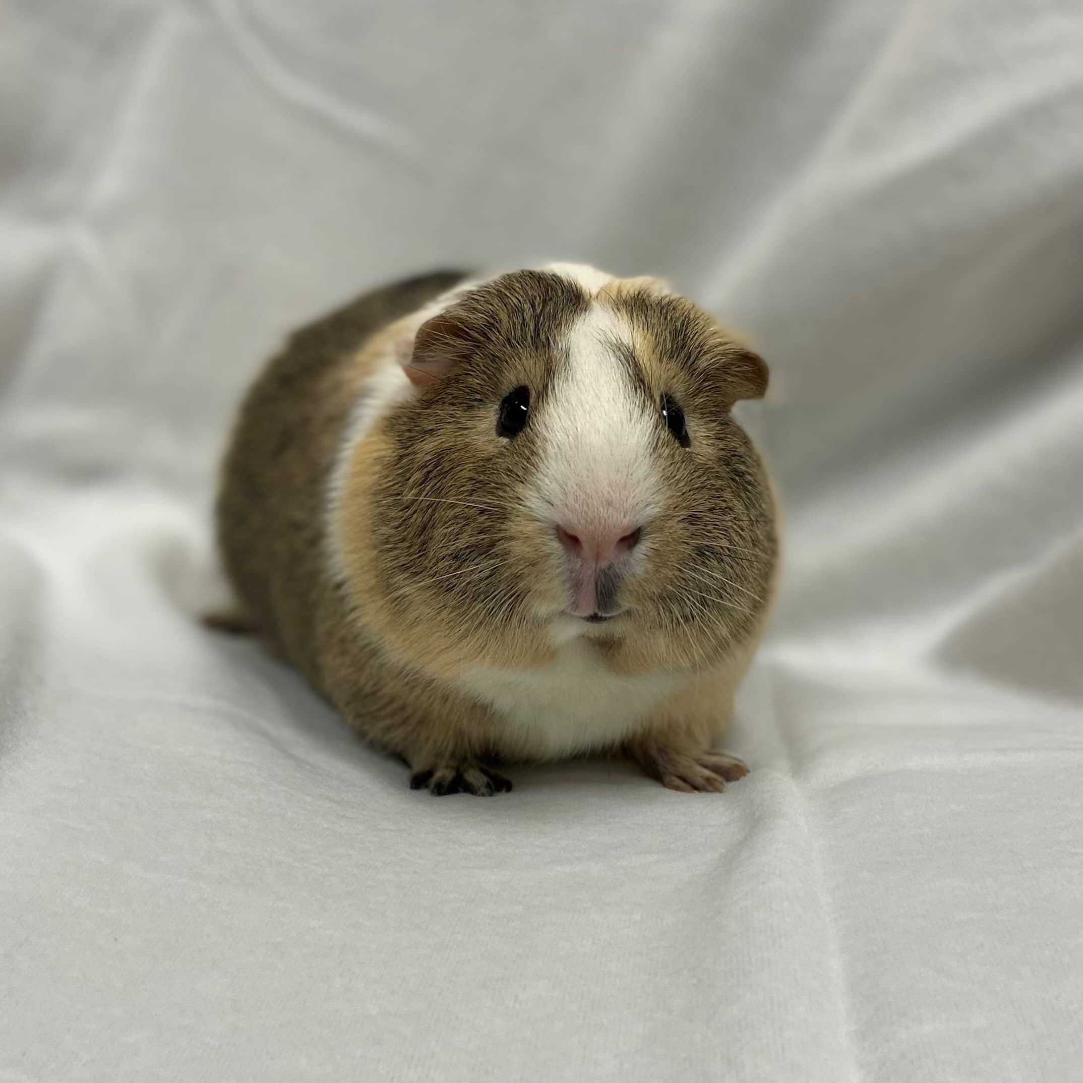 peanut-2