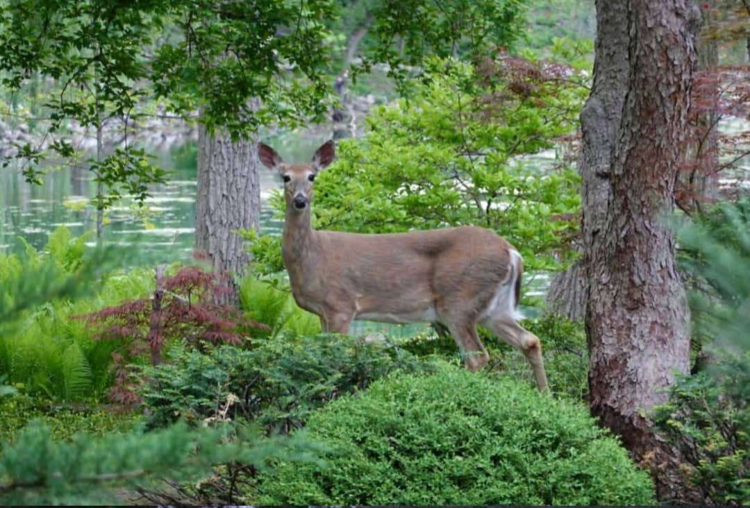 rotary-gardens-deer