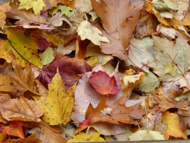 leaves