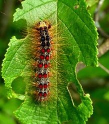 spongy-moth-caterpillar594915