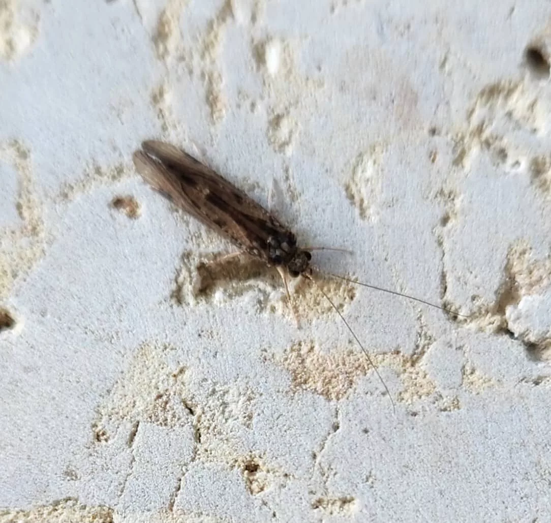 caddisfly130407