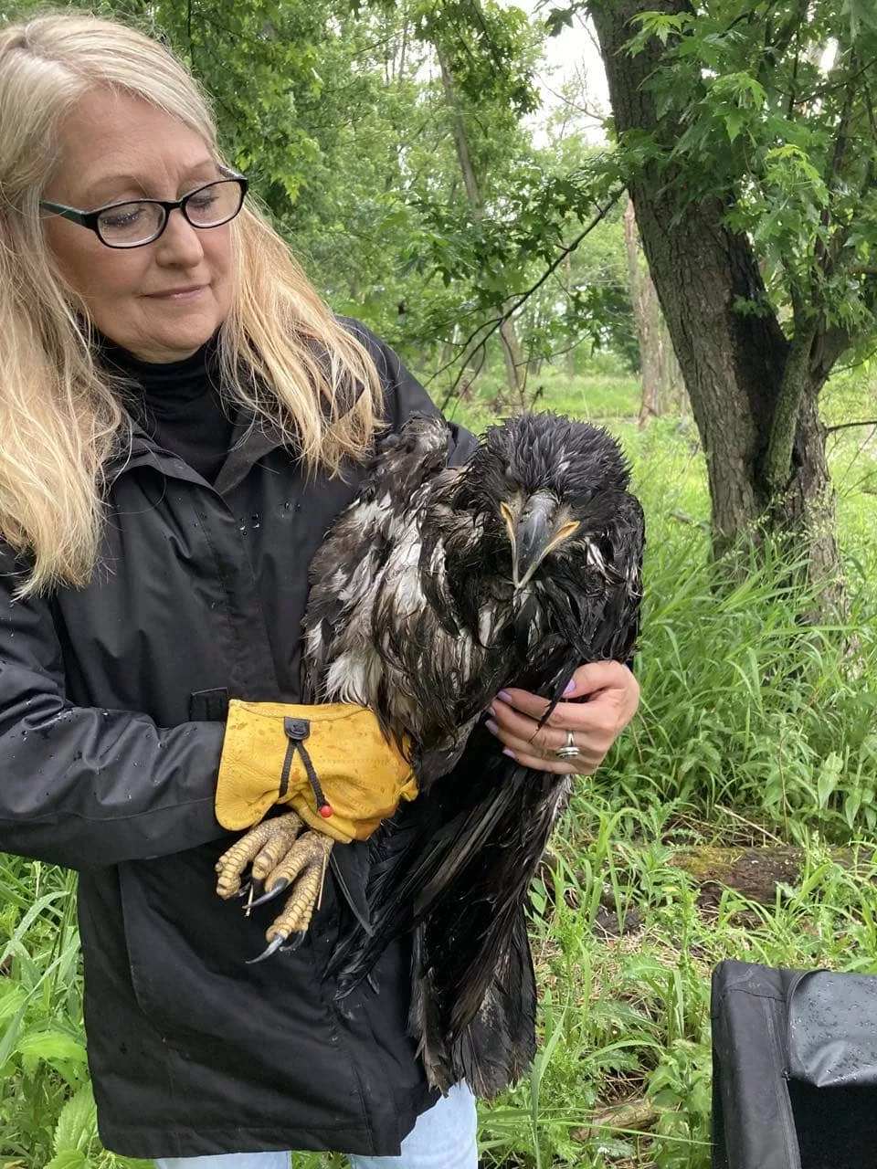 injured-eagle629111
