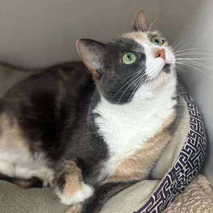 callie2