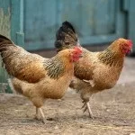 chickens775540