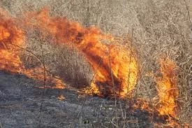 brush-fire895382