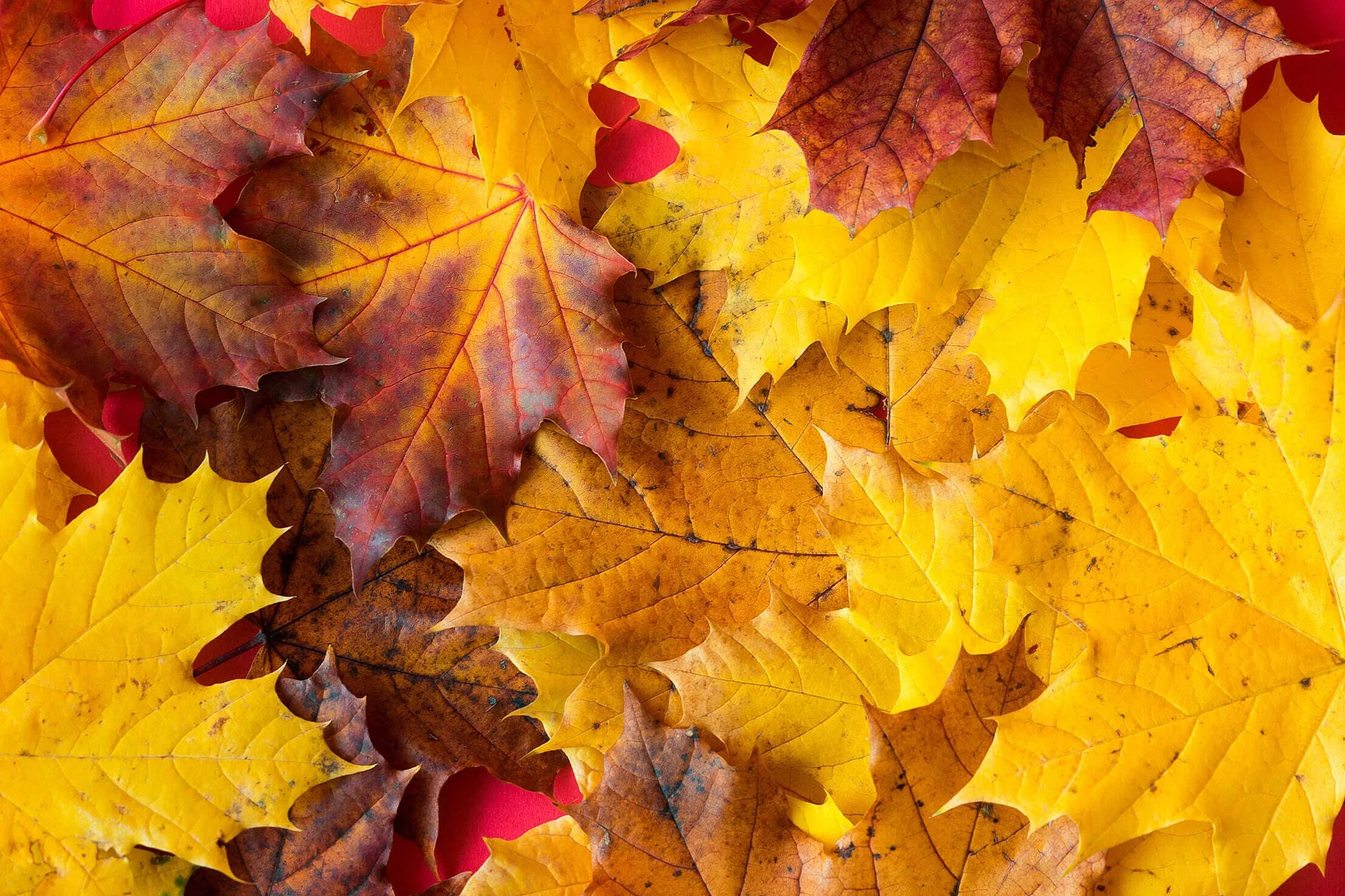 fall-autumn-leaves-close-up-free-photo-2210x1473-1610679