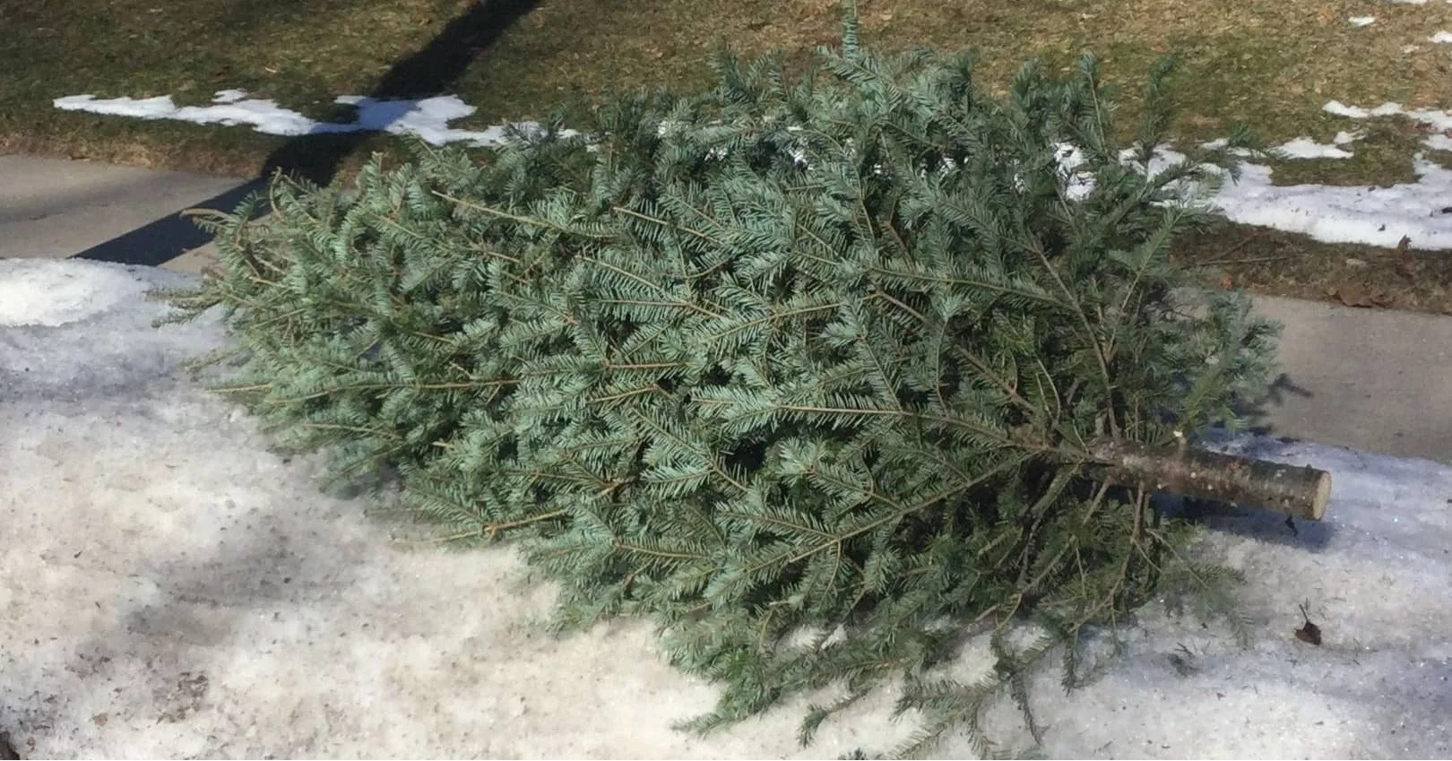 xmastree872829