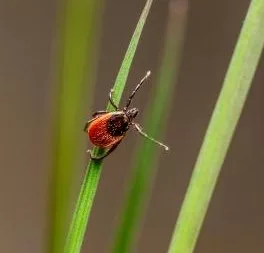 deer-tick488167