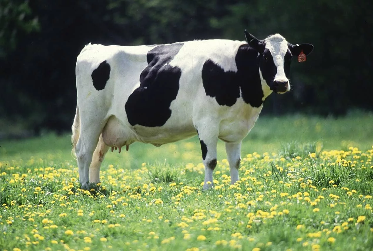 dairy-cow716351