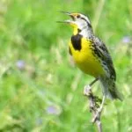 jerry-and-kathy-busse-prairie-preserve-150x150591362-1