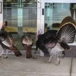 wild-turkeys-150x150969847-1