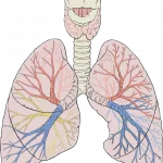 lungs_diagram_detailed-svg-150x150336605-1