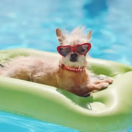 dog-pool-jpg-3