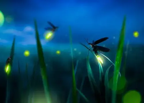 fireflies-jpg-2