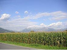 corn