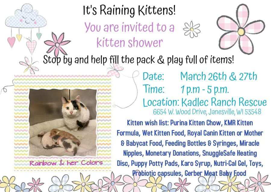 Baby Kitten Shower!!!! WWHG 105.9 The HOG