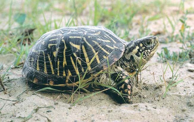 ornate-box-turtle