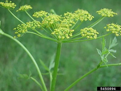 wild-parsnip764738