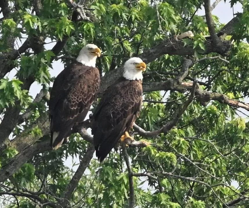 Eagles nesting near Marling Lumber officially named | WWHG - 105.9 The HOG