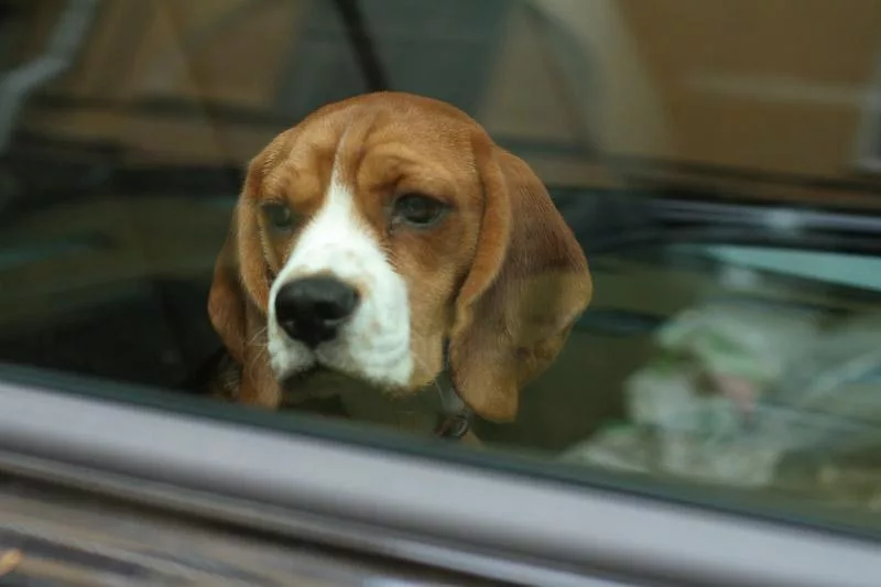 dog-in-car481864